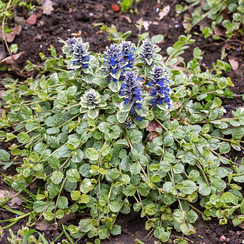 Dąbrówka Rozłogowa 'Variegata'