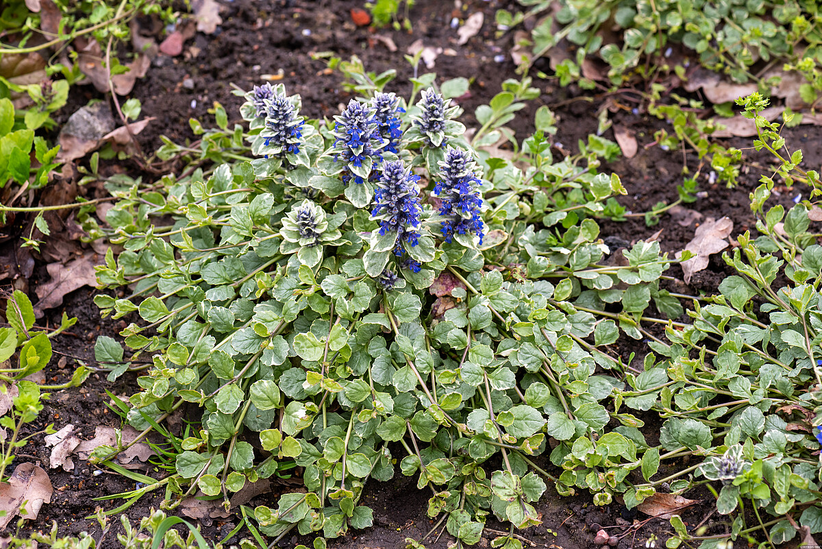 Dąbrówka Rozłogowa 'Variegata' - obrazek 3