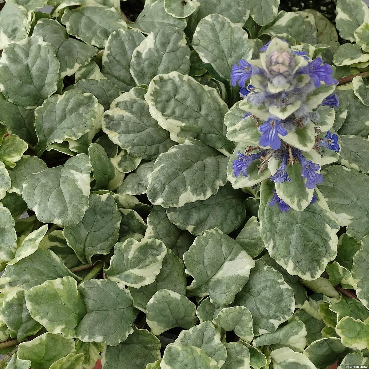 Dąbrówka Rozłogowa 'Variegata' - obrazek 4