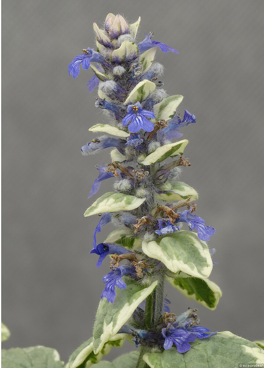 Dąbrówka Rozłogowa 'Variegata' - obrazek 5