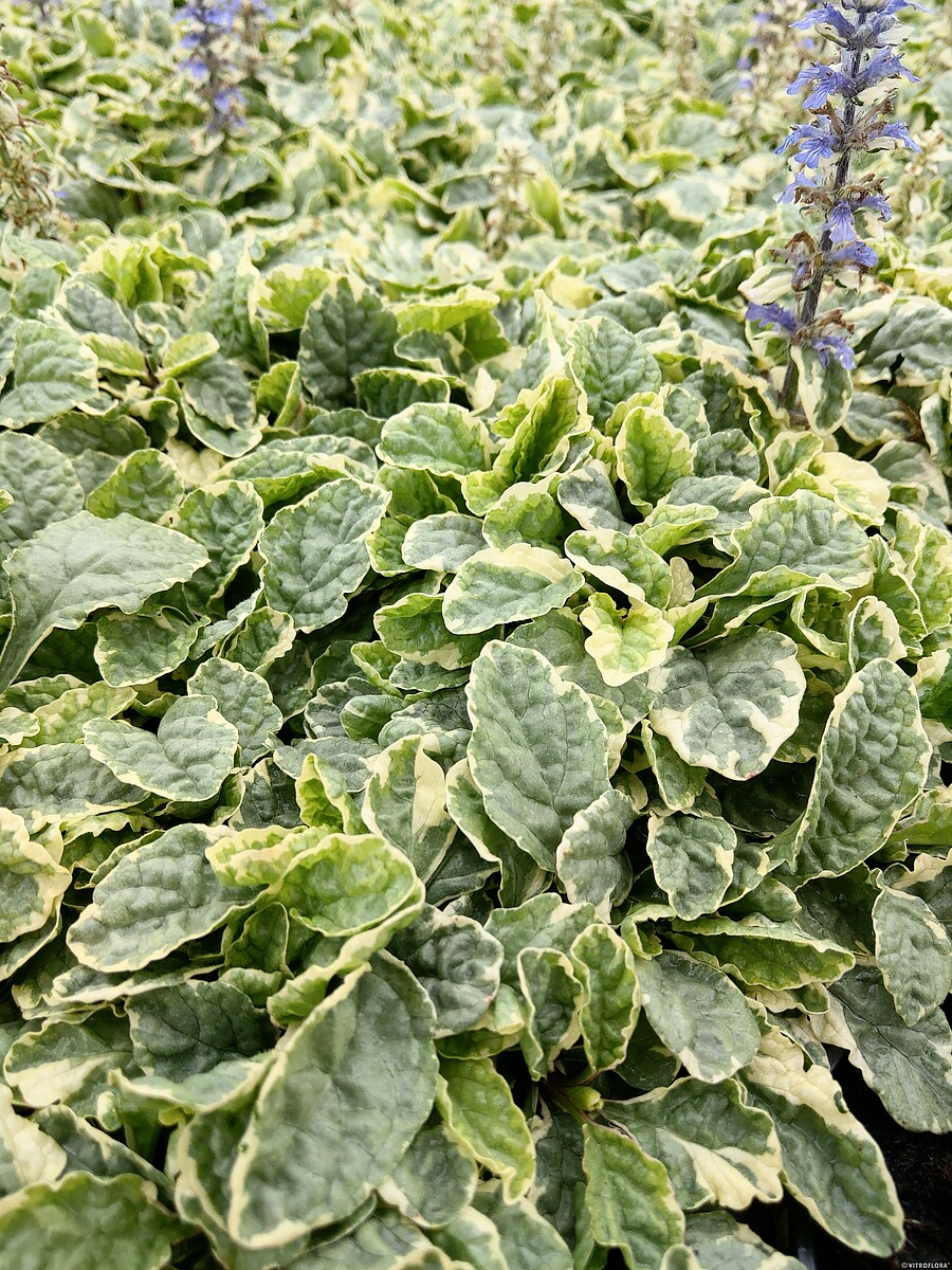 Dąbrówka Rozłogowa 'Variegata' - obrazek 7