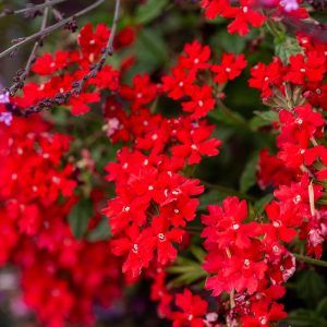 Werbena Peruwiańska