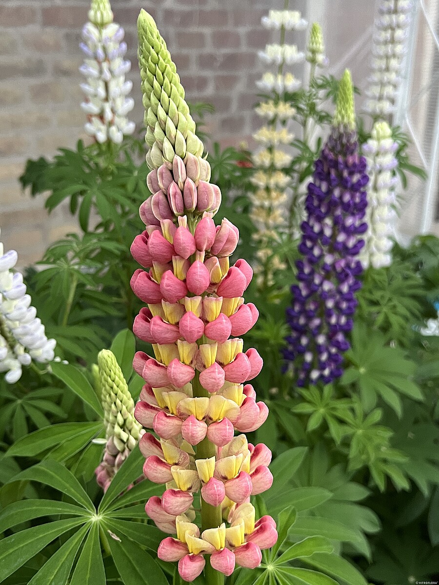 Łubin 'Yellow/Orange' - obrazek 4