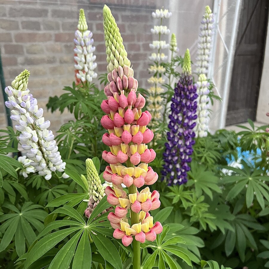 Łubin 'Yellow/Orange'