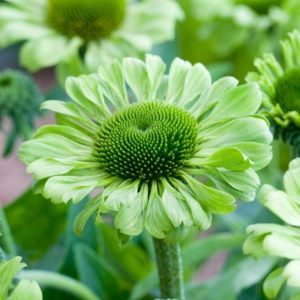 Jeżówka 'Green Jewel'