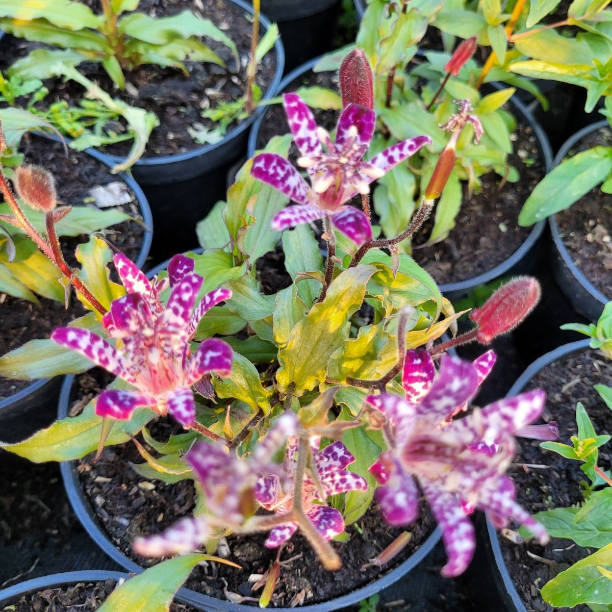 Trójsklepka 'Empress' - obrazek 2