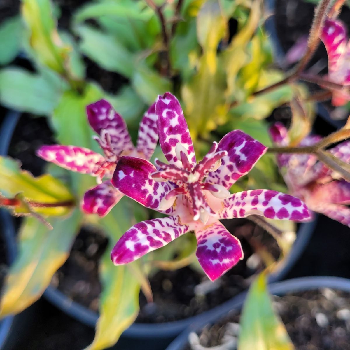 Trójsklepka 'Empress'