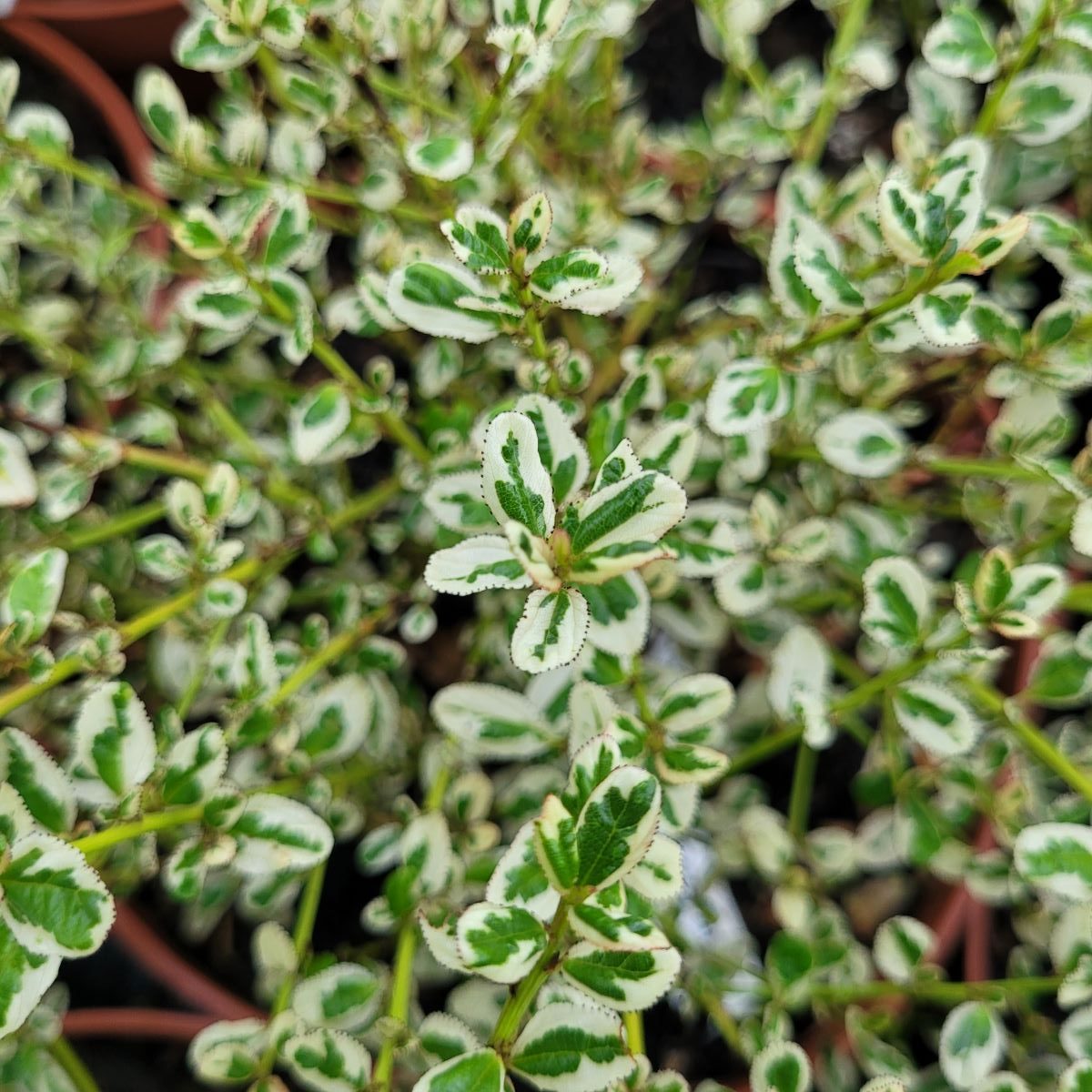 Ceanothus impressus 'Cool Blue'