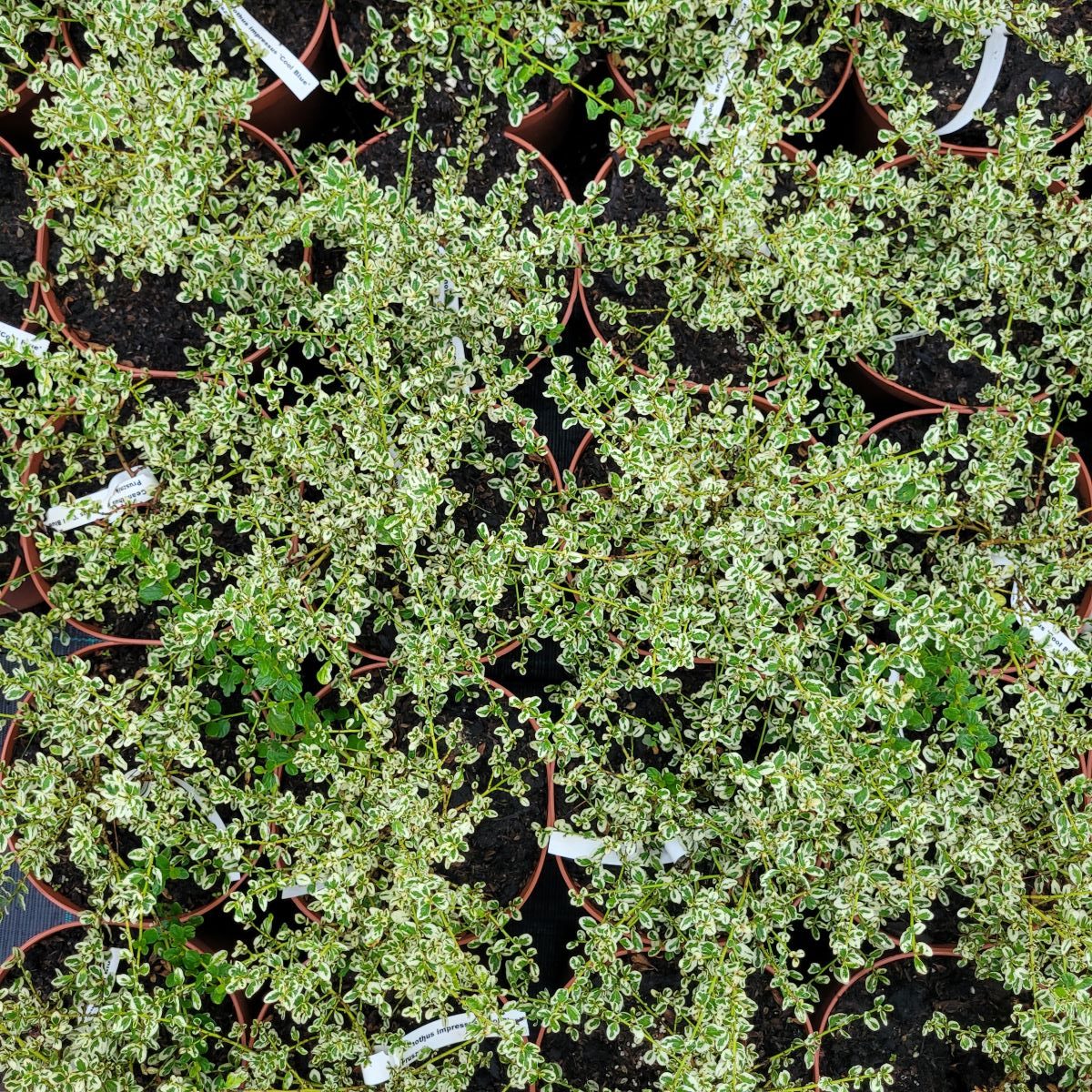 Ceanothus impressus 'Cool Blue'