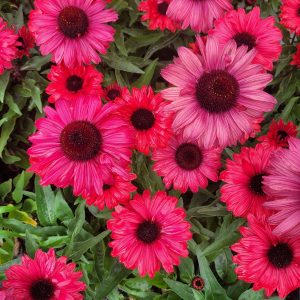 Jeżówka 'Sunseekers Carmine' Echinacea 'Sunseekers Carmine'