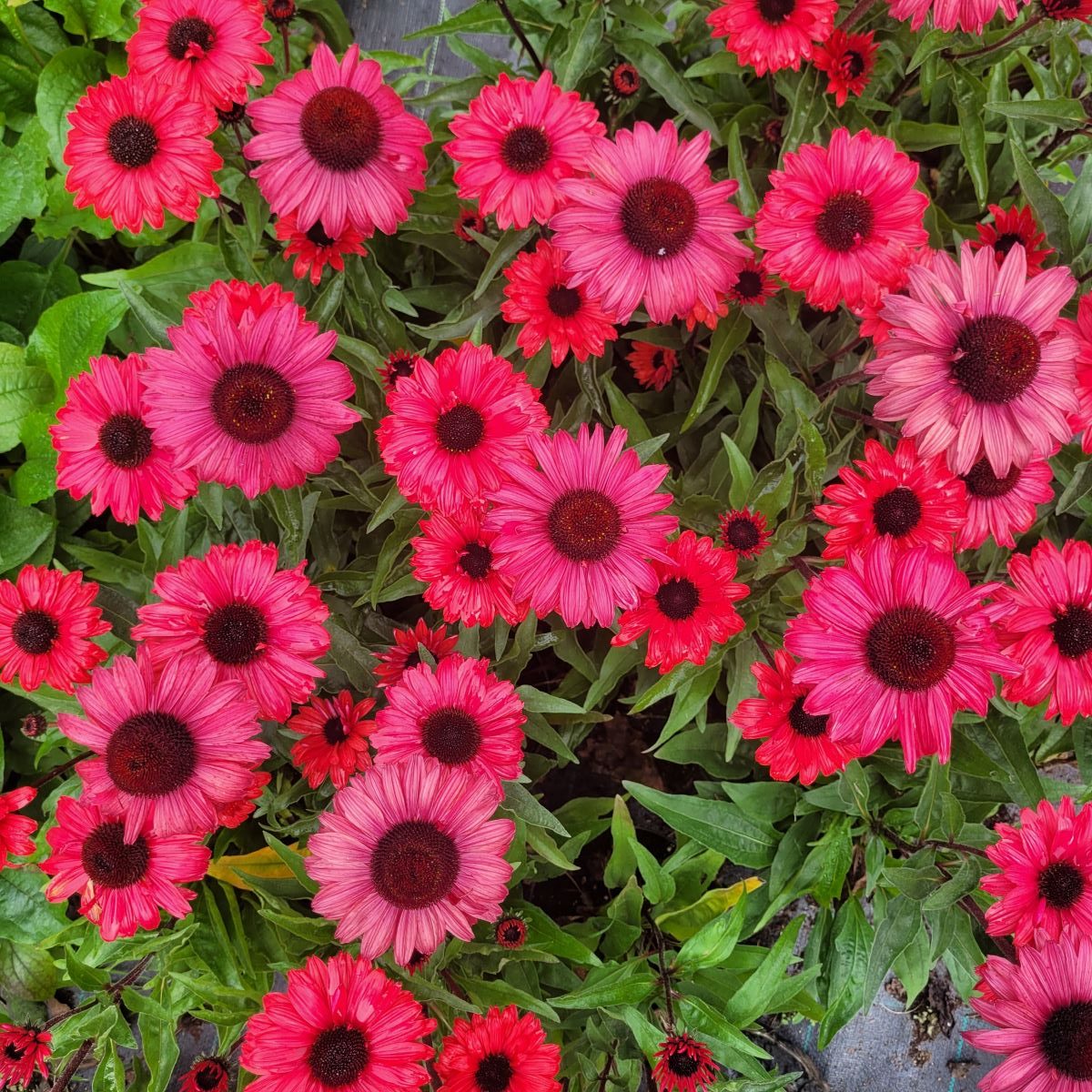 Jeżówka 'Sunseekers Carmine' Echinacea 'Sunseekers Carmine'1