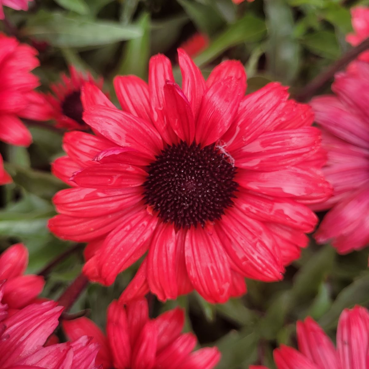Jeżówka 'Sunseekers Carmine' Echinacea 'Sunseekers Carmine'2