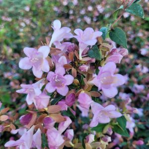 Abelia 'Ping Pong' ®