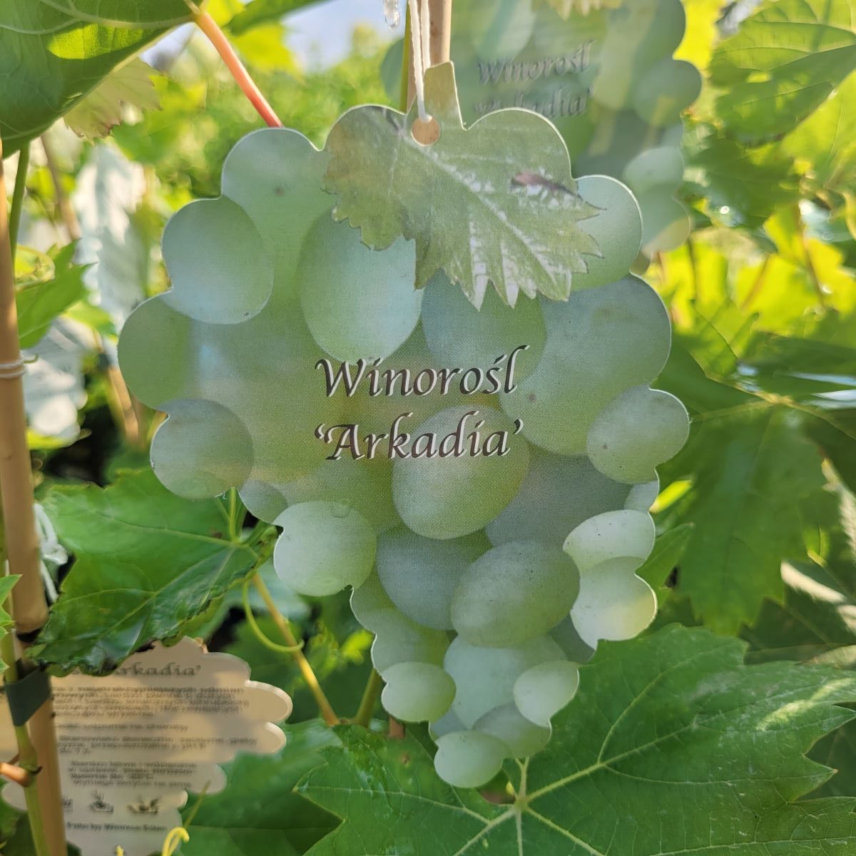 Winogron/winorośl 'Arkadia'