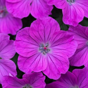 Bodziszek Czerwony 'Frivolous Purple' (Geranium sanguineum 'Frivolous Purple'2
