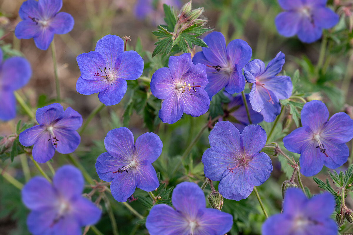 Bodziszek 'Johnson's Blue' (Geranium 'Johnson's Blue')