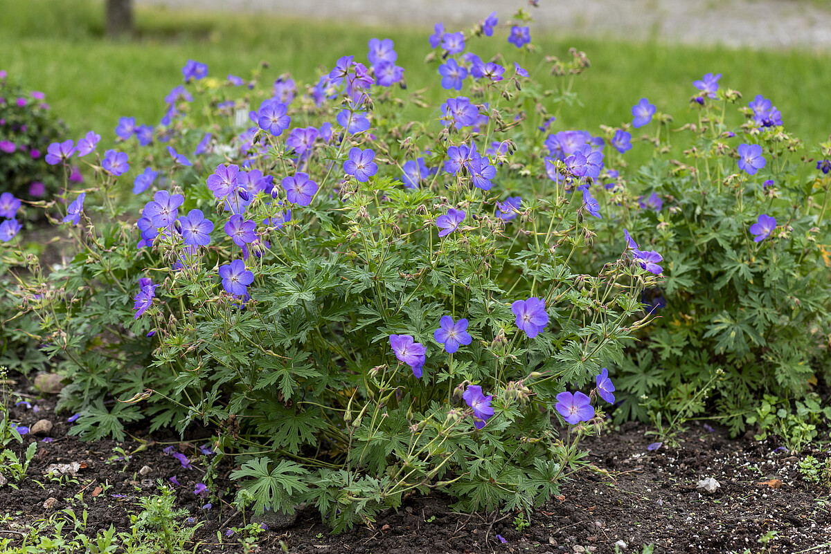 Bodziszek 'Johnson's Blue' (Geranium 'Johnson's Blue')1