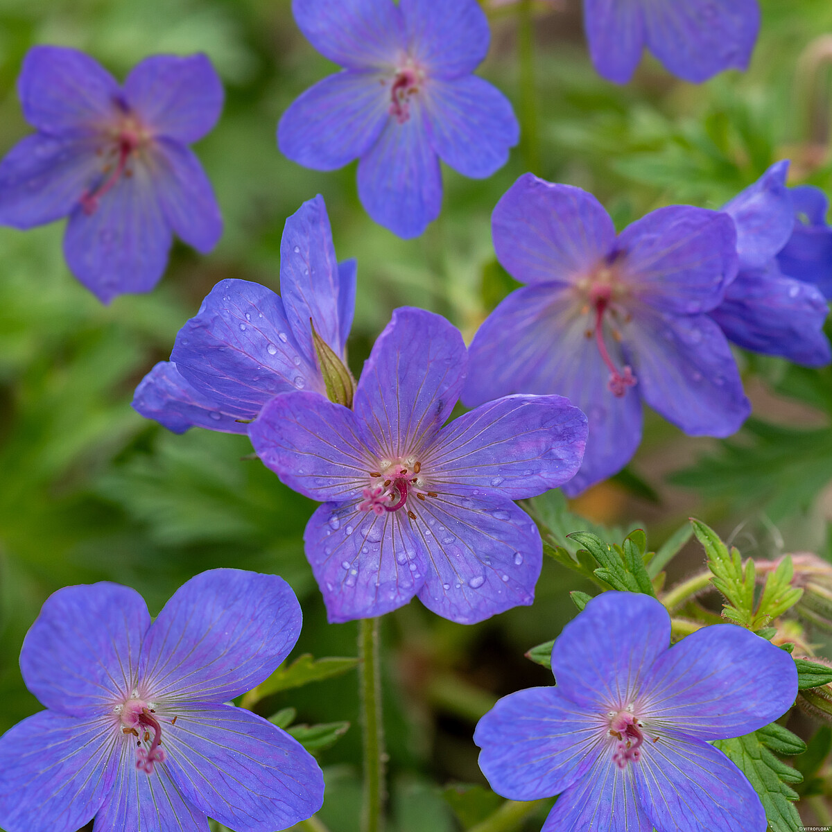 Bodziszek 'Johnson's Blue' (Geranium 'Johnson's Blue')2