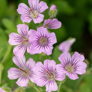 Bodziszek 'Karen Wouters' (Geranium 'Karen Wouters')6