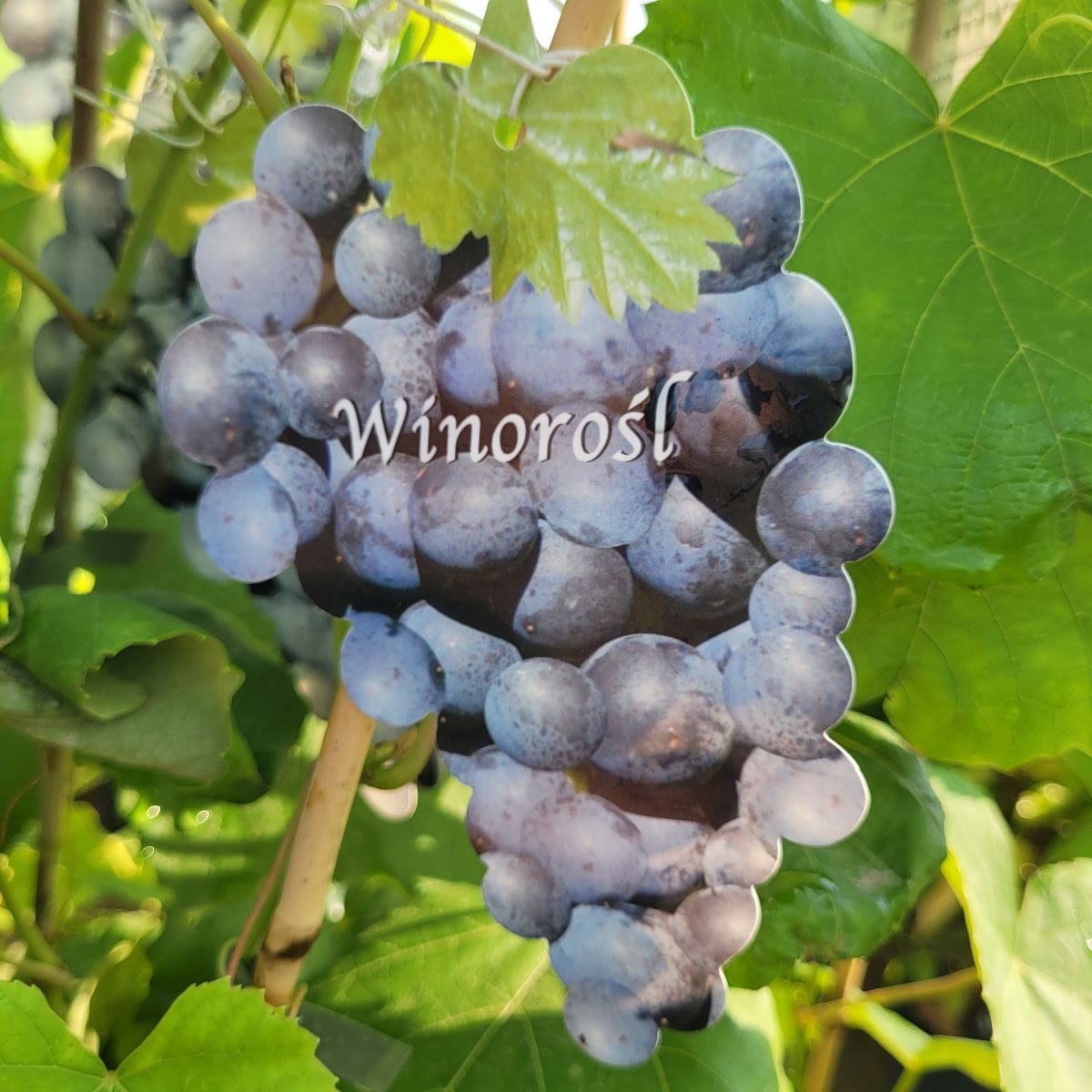 Winogron/winorośl 'Cascade'