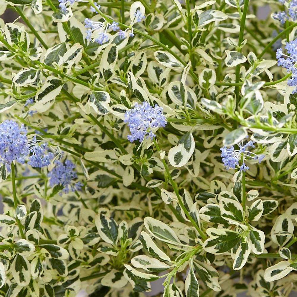 Ceanothus impressus 'Cool Blue'