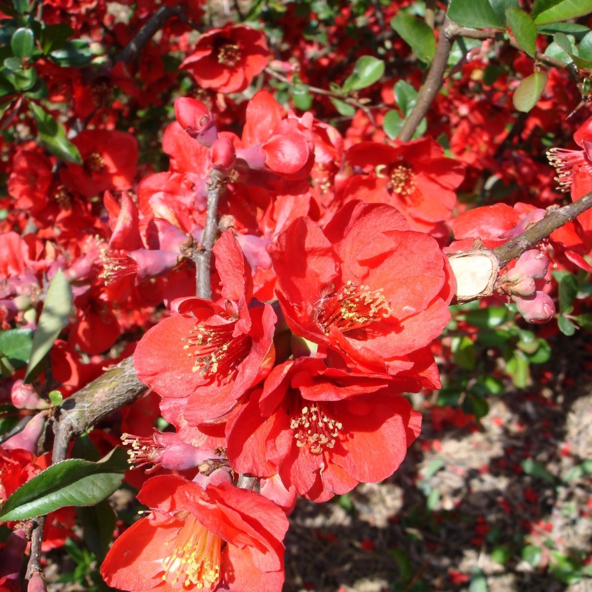 Chaenomeles sup. 'Etna'