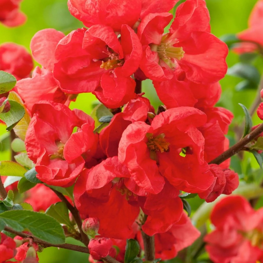 Chaenomeles sup. 'Red Trail'