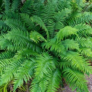 Narecznica Championa