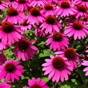 Jeżówka 'Sensation Wild Romance'