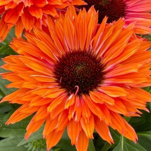 Jeżówka 'Sunseekers Mineola'