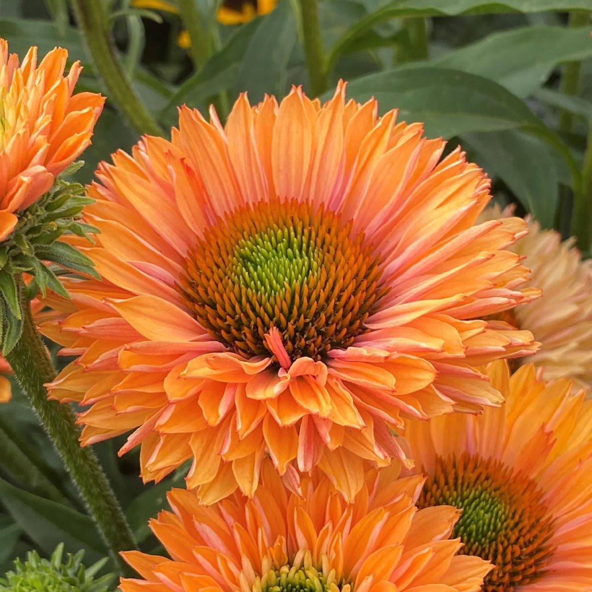 Jeżówka 'Sunseekers Pumpkin Pie'