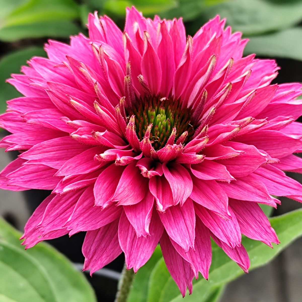 Jeżówka 'Sunseekers Sweet Fuchsia'