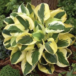 hosta-fukia 'brim-cup'