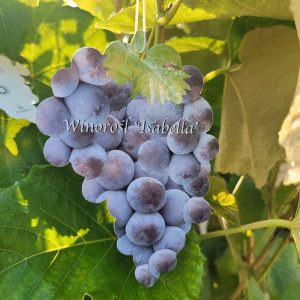 Winogron/winorośl 'Isabella'