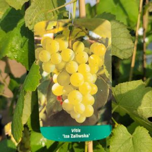 Winogron/winorośl 'Iza Zaliwska'