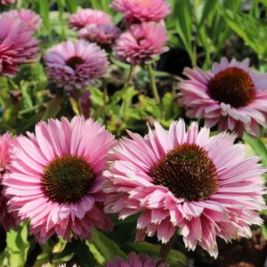 Jeżówka 'Sunseekers Salmon'