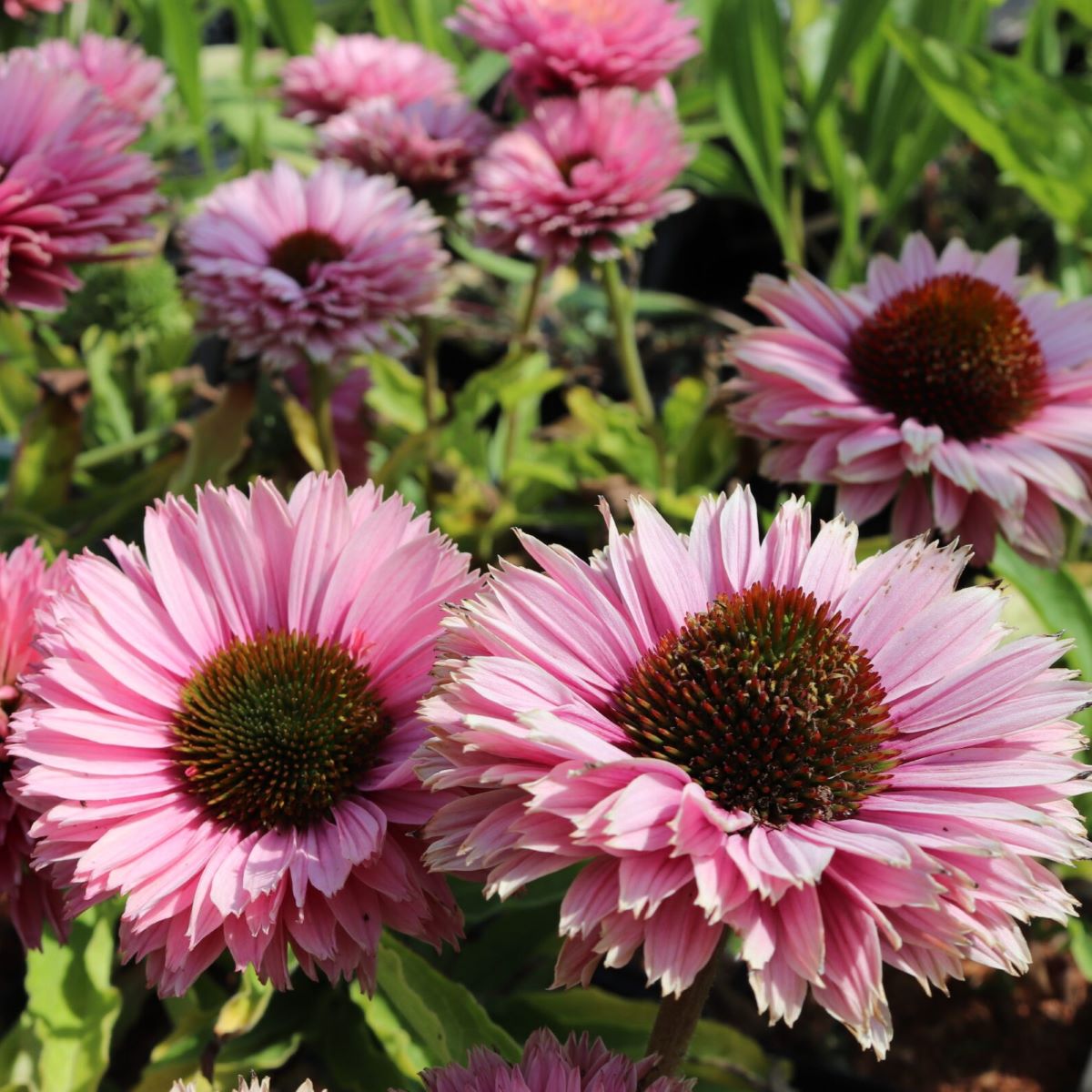 Jeżówka 'Sunseekers Salmon'