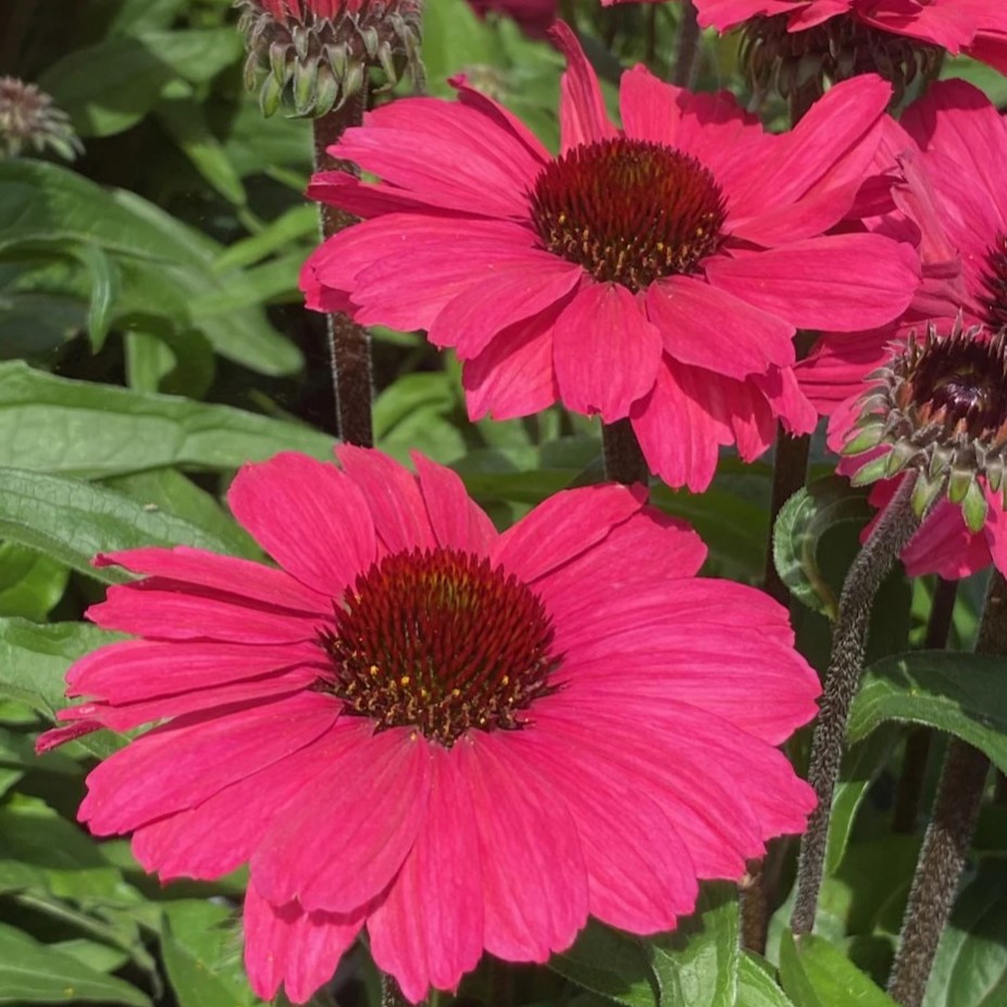 Jeżówka 'Sunseekers Carmine'