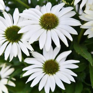 Jeżówka 'White Pearl'