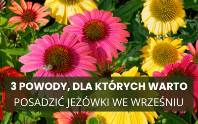 3 powody, dla których warto posadzić jeżówki we wrześniu – silne korzenie i kwiaty już od przyszłego lata