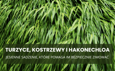 Turzyce, kostrzewy i hakonechloa – jesienne sadzenie, które pomaga im bezpiecznie zimować