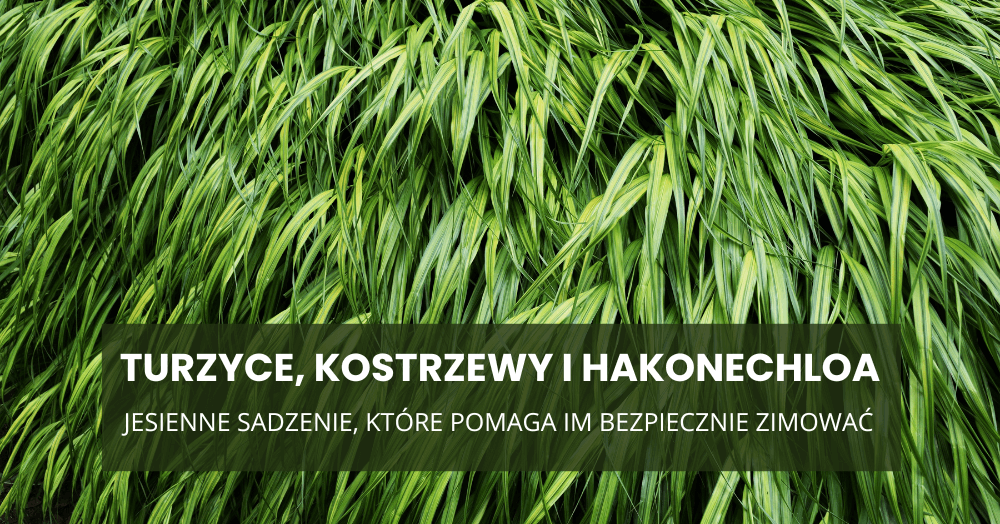 Turzyce, kostrzewy i hakonechloa – jesienne sadzenie, które pomaga im bezpiecznie zimować