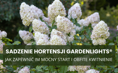 Sadzenie hortensji GardenLights® jesienią – jak zapewnić im mocny start i obfite kwitnienie