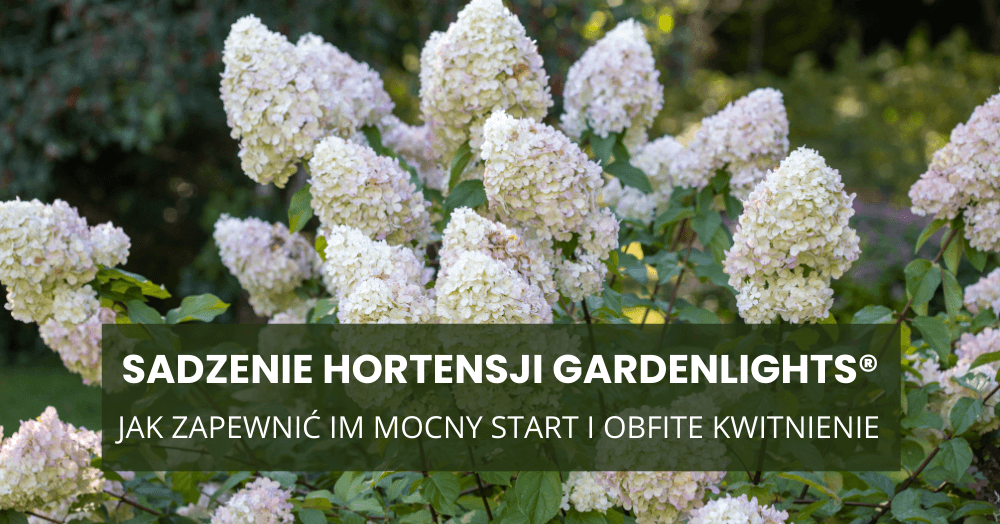 Sadzenie hortensji GardenLights® jesienią – jak zapewnić im mocny start i obfite kwitnienie
