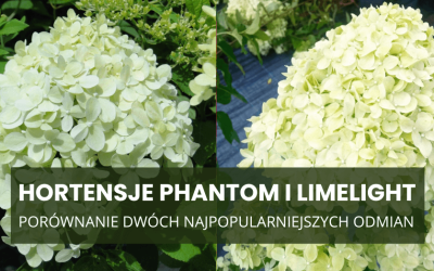 Hortensje Phantom i Limelight – którą wybrać? Porównanie dwóch najpopularniejszych odmian