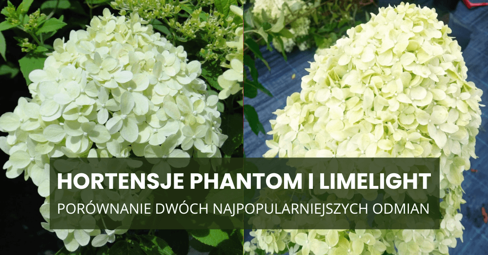 Hortensje Phantom i Limelight – którą wybrać? Porównanie dwóch najpopularniejszych odmian