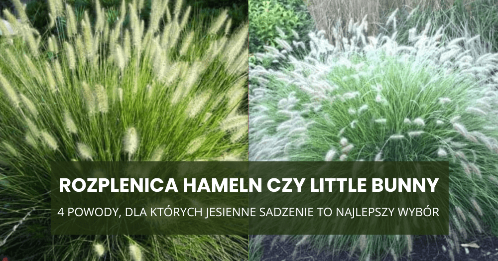 Rozplenica Hameln czy Little Bunny? 4 powody, dla których jesienne sadzenie to najlepszy wybór