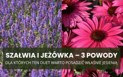 Szałwia i jeżówka – 3 powody, dla których ten duet warto posadzić właśnie jesienią
