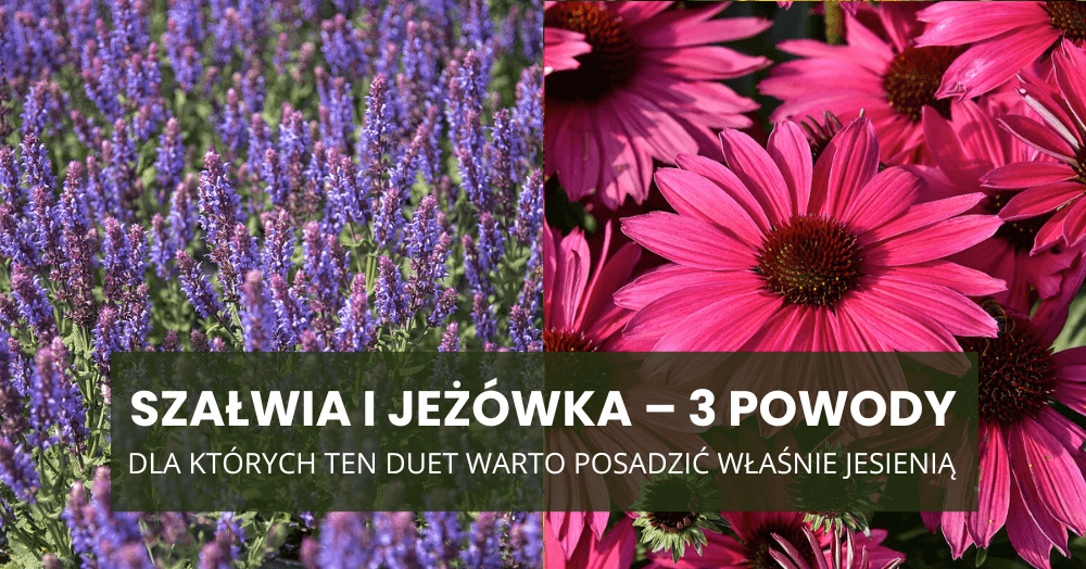 Szałwia i jeżówka – 3 powody, dla których ten duet warto posadzić właśnie jesienią