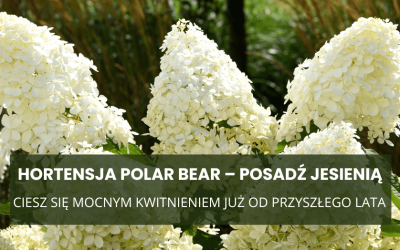 Hortensja Polar Bear – posadź jesienią i ciesz się mocnym kwitnieniem już od przyszłego lata